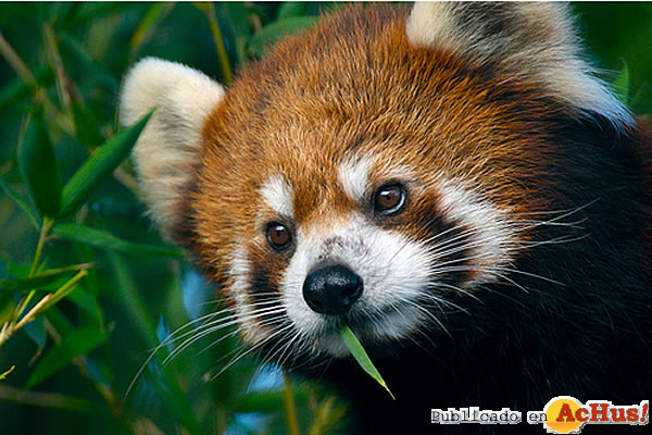 /public/fotos2/Panda-Rojo2-03042009.jpg