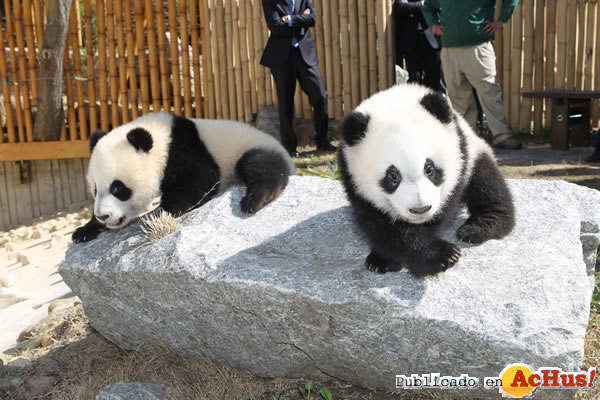 /public/fotos2/Pandas-18052011.jpg