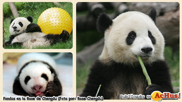/public/fotos2/Pandas-31082008.jpg