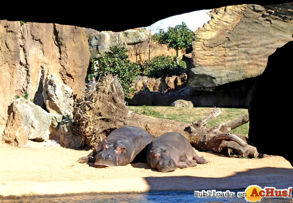 /public/fotos2/Pareja-de-hipos-durmiendo-la-siesta-14022011.jpg