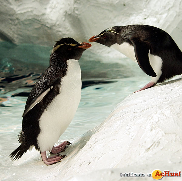 /public/fotos2/Pareja-de-pinguinos-Saltarrocas-10022015.jpg