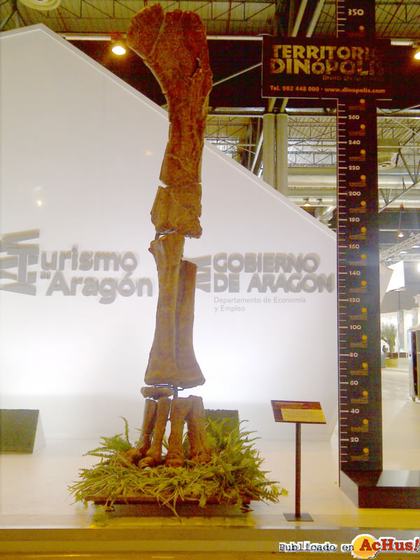 /public/fotos2/Pata-Turiasaurus-Fitur-2012.jpg