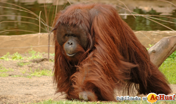 /public/fotos2/Peek-Orangutan-Borneo-12052014.jpg