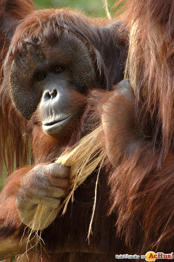 /public/fotos2/Peek-Orangutan-de-Borneo-12052014.jpg