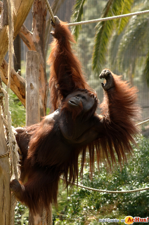 /public/fotos2/Peek-Orangutan-de-Borneo-2-12052014.jpg