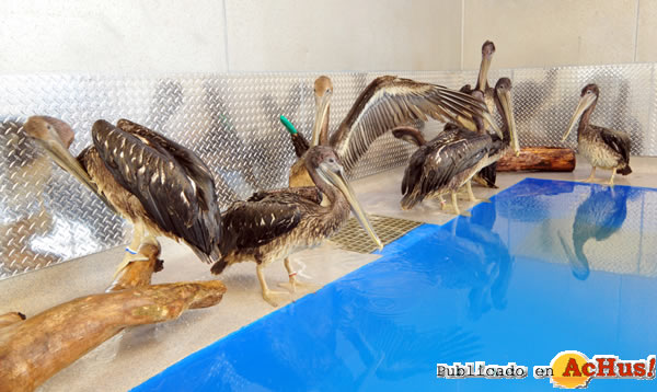/public/fotos2/Pelican2-15082011.jpg
