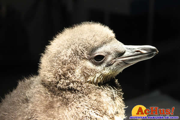 /public/fotos2/Pinguino-Faunia-24082010.jpg