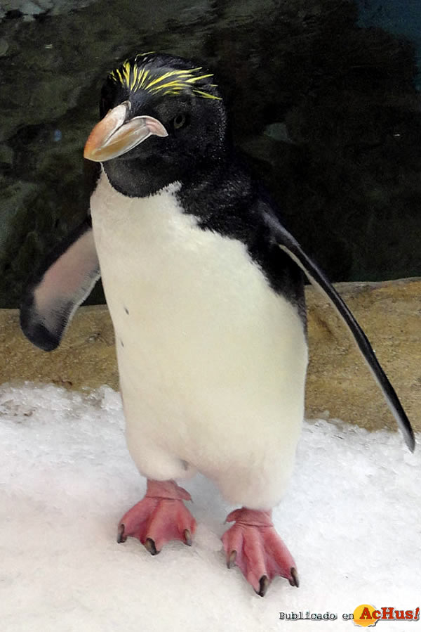 /public/fotos2/Pinguino-macaroni-idris-31072011.jpg