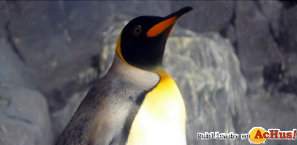/public/fotos2/Pinguino-rey-27112012.jpg