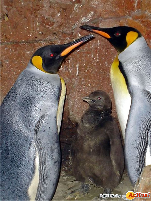/public/fotos2/Pinguinos-01102009.jpg