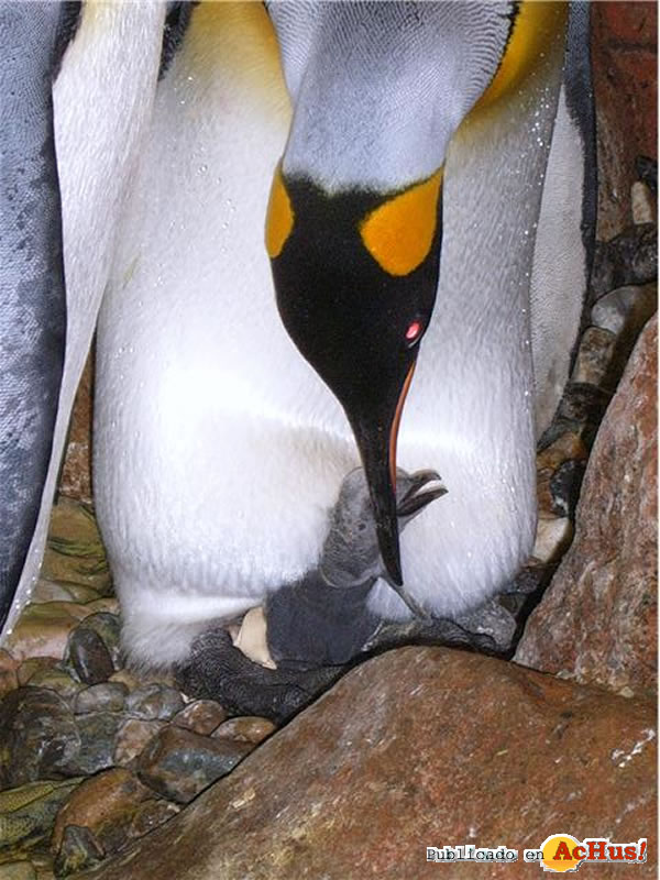 /public/fotos2/Pinguinos-02102009.jpg
