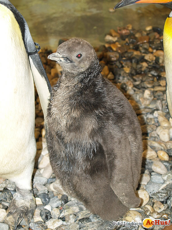 /public/fotos2/Pinguinos-03102009.jpg