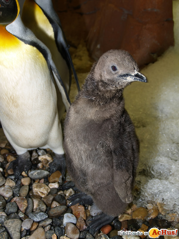 /public/fotos2/Pinguinos-04102009.jpg