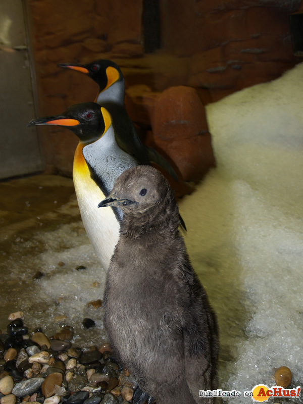 /public/fotos2/Pinguinos-05102009.jpg