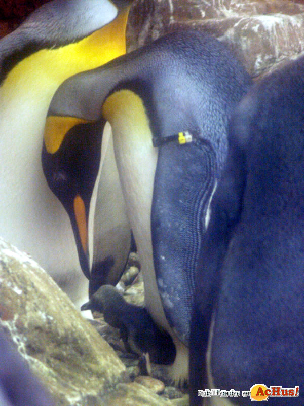 /public/fotos2/Pinguinos-06102009.jpg