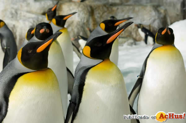 /public/fotos2/Pinguinos-emperadores-22062010.jpg