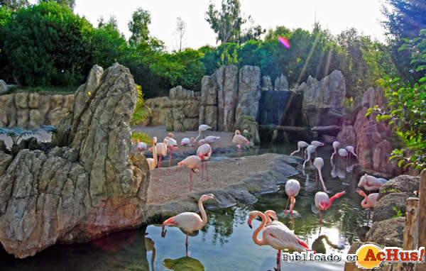/public/fotos2/Playa-de-flamencos-Bioparc-Valencia-2011.jpg