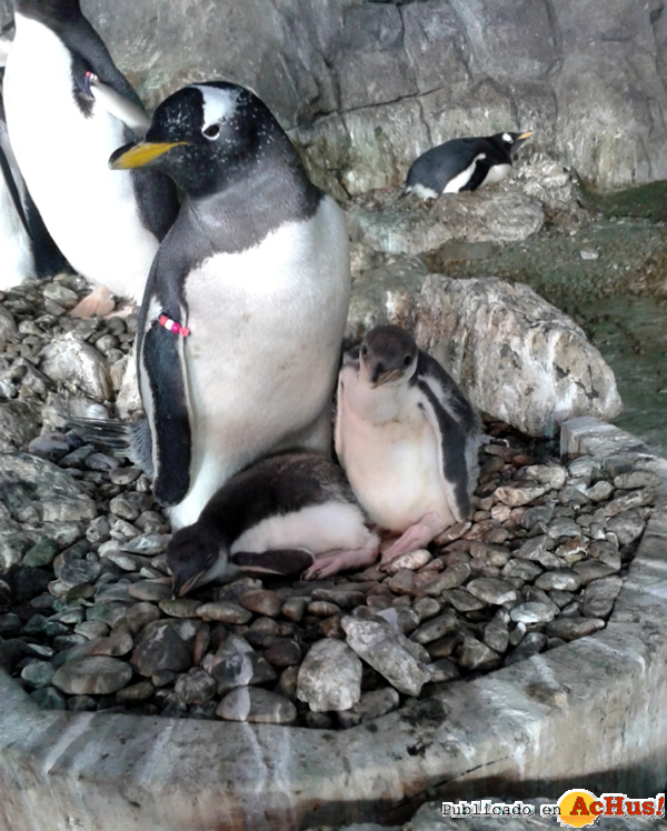 /public/fotos2/Pollitos-gentoo-10072014.jpg