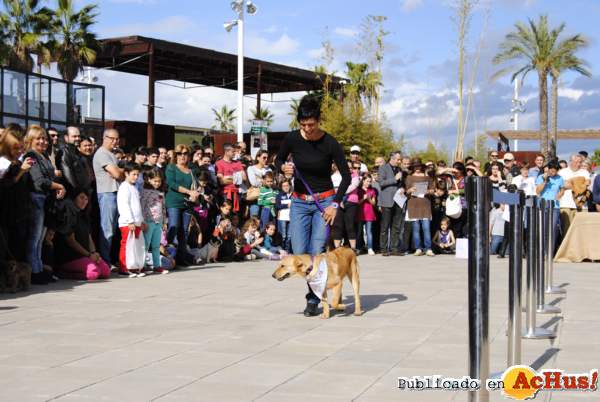 /public/fotos2/Primer-desfile-de-perros-07052013.jpg