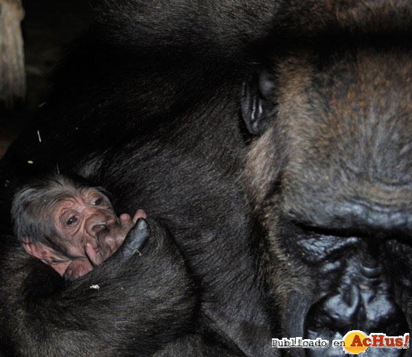 /public/fotos2/Primer-gorila-Bioparc-30102012.jpg
