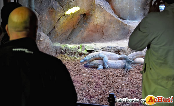 /public/fotos2/Primeras-copulas-Dragones-Komodo-31032015.jpg