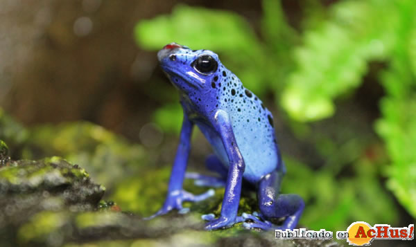 /public/fotos2/Rana-veneno-azul-03042013.jpg