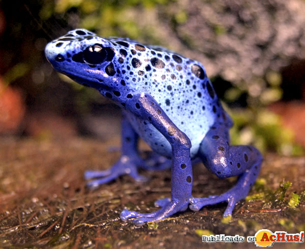 /public/fotos2/Rana-veneno-azul-14082014.jpg