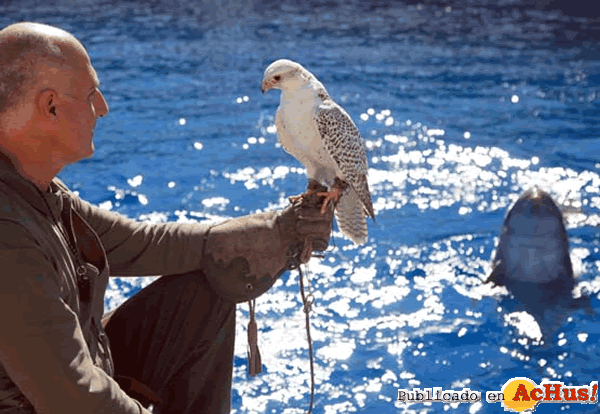/public/fotos2/Rapaces-12022011.gif