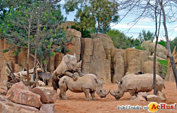 /public/fotos2/Reproduccion-rinocerontes-14022014.jpg