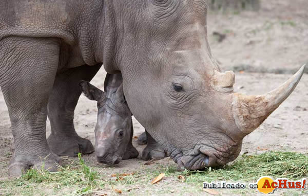 /public/fotos2/Rhino-0217122009.jpg