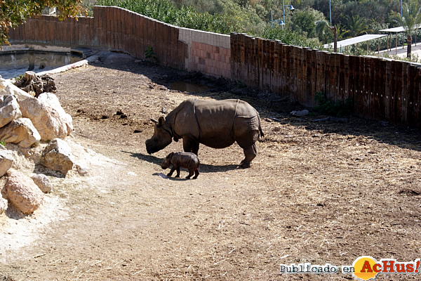 /public/fotos2/Rhinoceros-unicornis-01032012.jpg