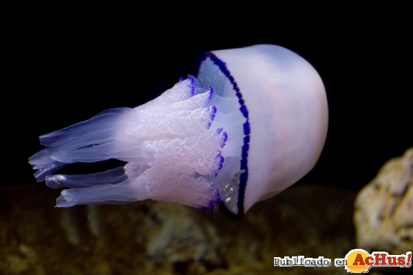 /public/fotos2/Rhizostoma-pulmo-08082012.jpg
