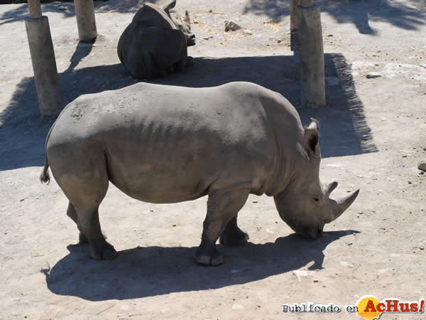 /public/fotos2/Rinoceronte-31102014.jpg