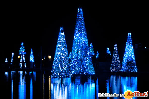 /public/fotos2/SWOrlandoSeaofTrees-19102011.jpg