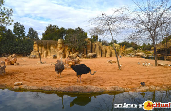 /public/fotos2/Sabana-Seca-Bioparc-Valencia-12022014.jpg