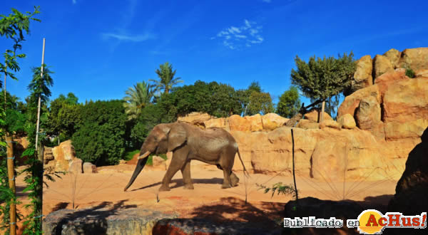 /public/fotos2/Sabana-africana-elefante-07102013.jpg