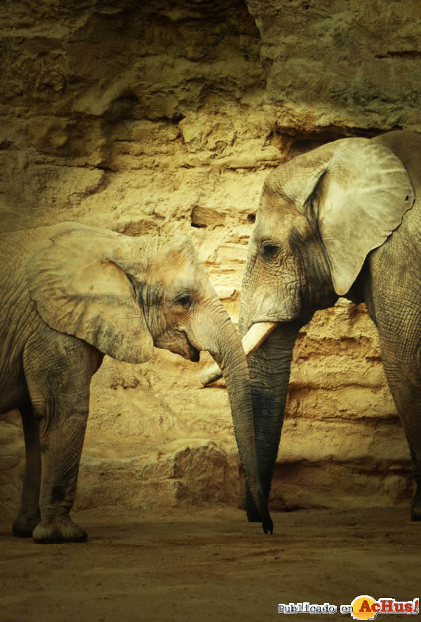 /public/fotos2/San-Valentin-Bioparc-14022014.jpg