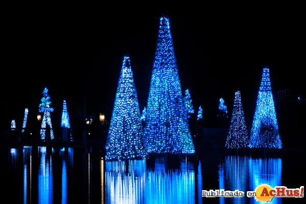 /public/fotos2/SeaofTrees-10122010.jpg