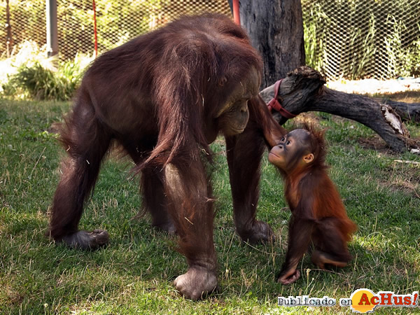 /public/fotos2/Semana-orangutan-07112014.jpg