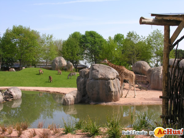 /public/fotos2/Serengeti-ZoomTorino-13032014.jpg