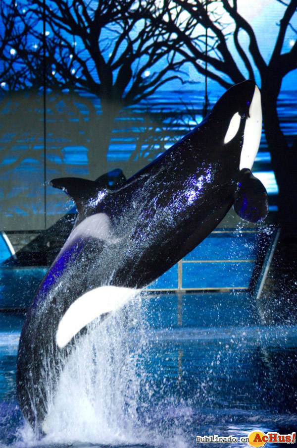 /public/fotos2/Shamu-Miracles-30102012.jpg