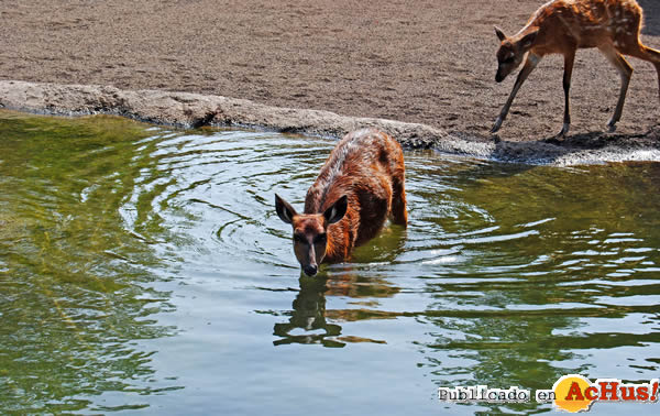 /public/fotos2/Sitatunga-12072011.jpg