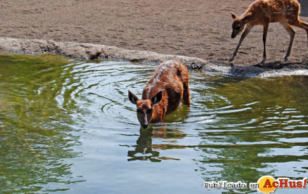 /public/fotos2/Sitatunga-agua-22072013.jpg