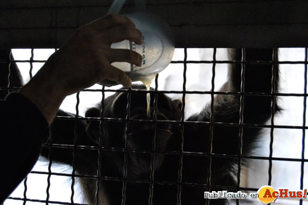 /public/fotos2/Sopas-caldos-chimpances-25022013.jpg