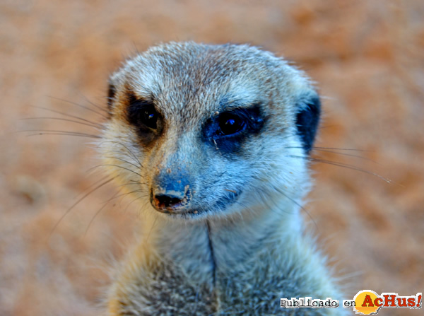 /public/fotos2/Suricata-12122012.jpg