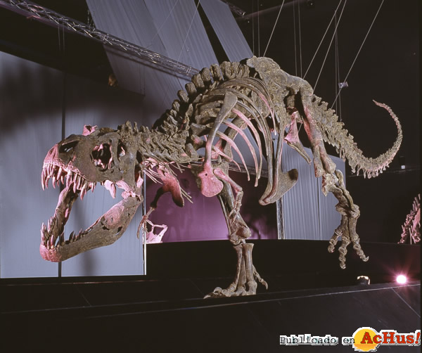 /public/fotos2/T-rex-08072013.jpg