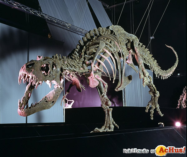 /public/fotos2/T-rex-Sala-Dinosaurios-Dinopolis-02082013.jpg