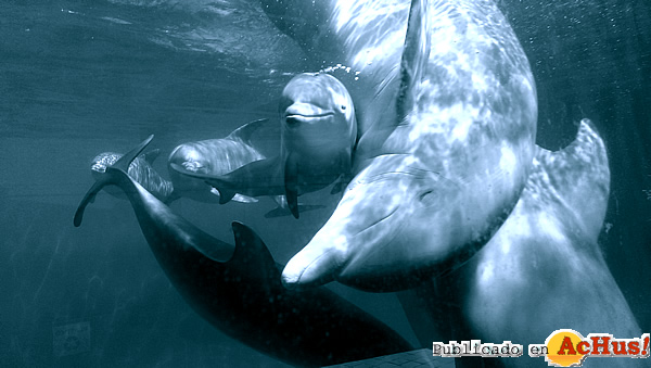 /public/fotos2/TERCERA-CRIA-DELFIN-03092014.jpg