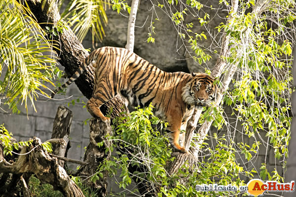 /public/fotos2/TIGRE-DE-SUMATRA-12102014.jpg
