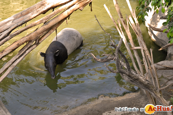 /public/fotos2/Tapir-Bioparc-Fuengirola-30082013.jpg